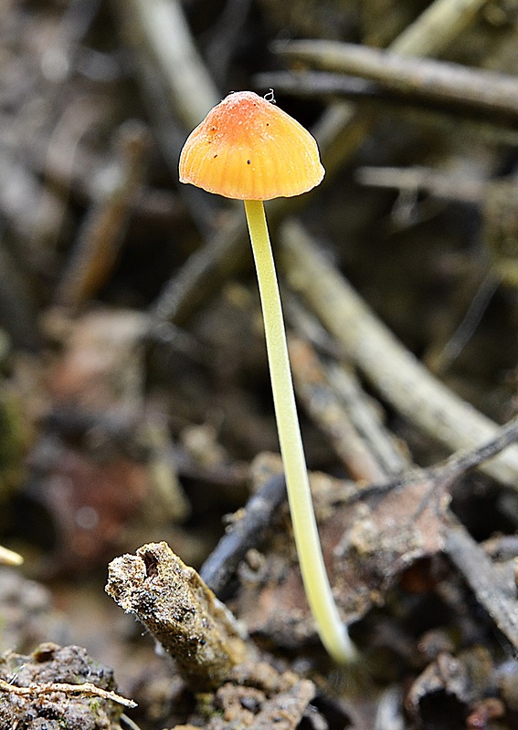 prilbička ihličková Mycena acicula (Schaeff.) P. Kumm.