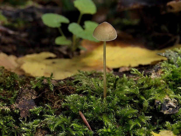 prilbička Mycena sp.