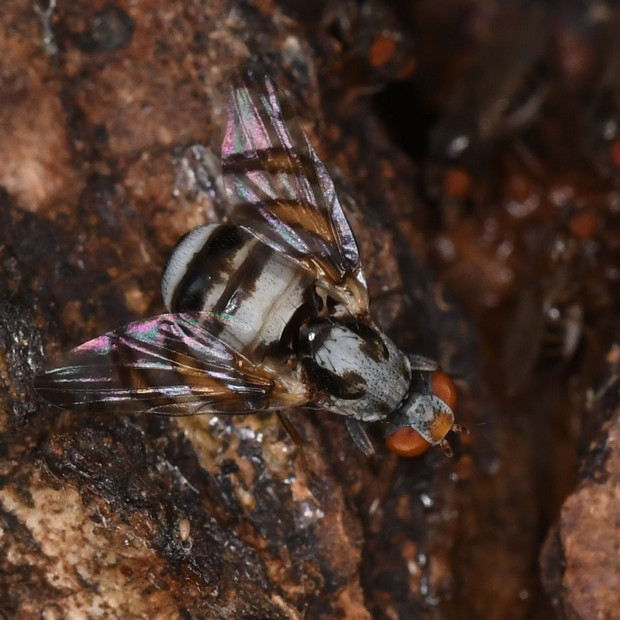 čelnačka Myennis octopunctata  (Coquebert, 1798)