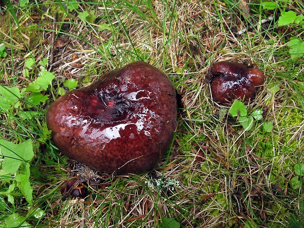 plávka obyčajná Russula integra (L.) Fr.