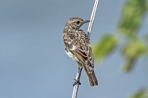 pŕhlaviar čiernohlavý  Saxicola torquata