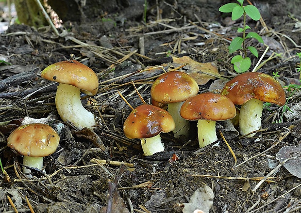 masliak zrnitý Suillus granulatus (L.) Roussel