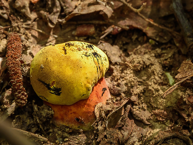 hríb zrnitohlúbikový Sutorius luridiformis (Rostk.) G. Wu & Zhu L. Yang