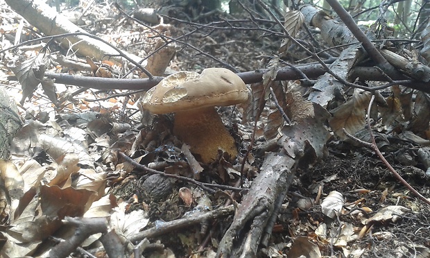 podhríb žlčový Tylopilus felleus (Bull.) P. Karst.