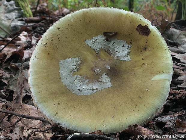 muchotrávka zelená Amanita phalloides (Vaill. ex Fr.) Link