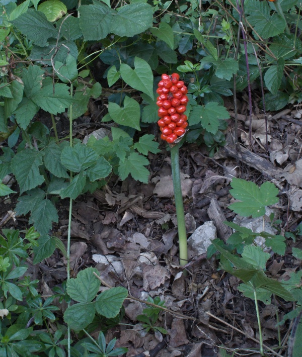 áron alpský Arum alpinum Schott et Kotschy