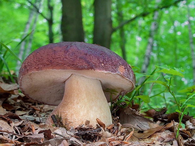 hríb sosnový Boletus pinophilus Pil. et Dermek in Pil.