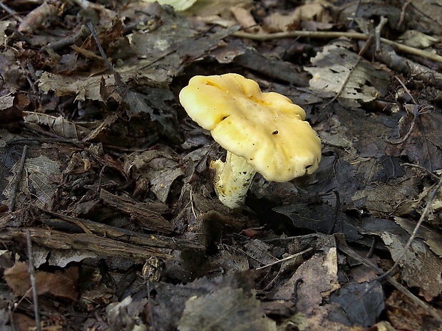 kuriatko jedlé Cantharellus cibarius Fr.