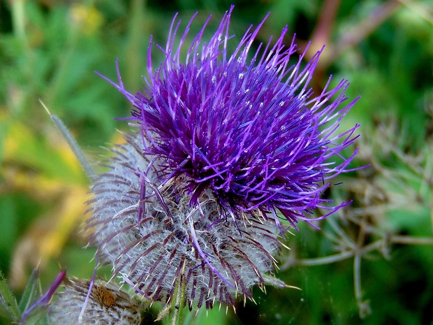 pichliač bielohlavý Cirsium eriophorum (L.) Scop.