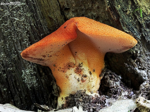 pečeňovec dubový Fistulina hepatica (Schaeff.) With.