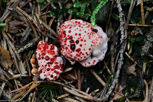 jelenkovka pálčivá Hydnellum peckii Banker