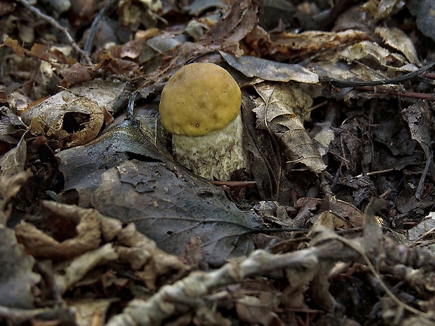 kozák hrabový Leccinum pseudoscabrum (Kallenb.) Šutara