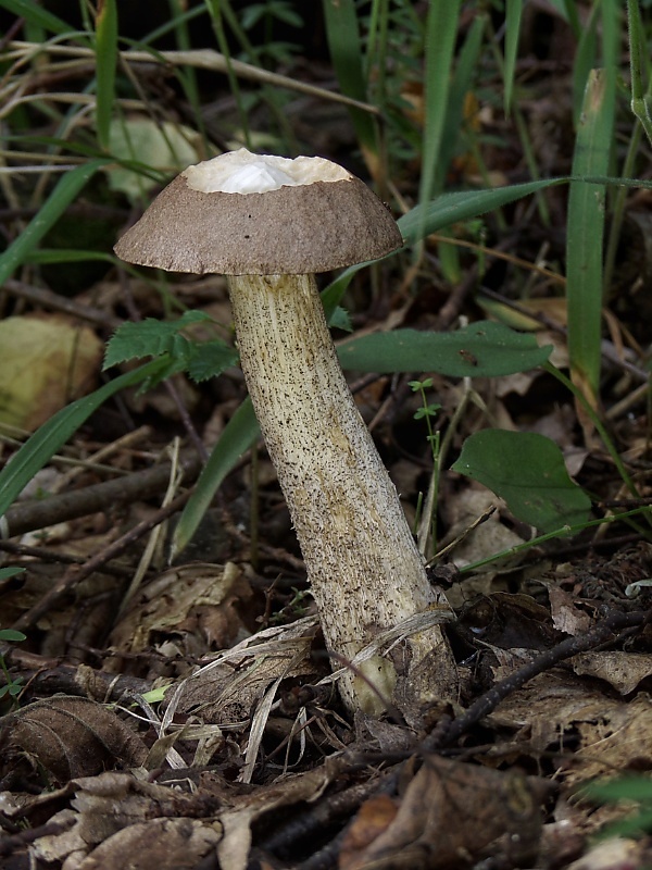 kozák brezový Leccinum scabrum (Bull.) Gray