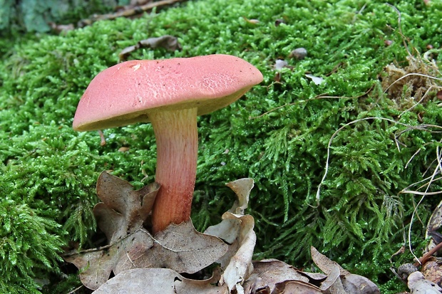 suchohríb marhuľovožltý Rheubarbariboletus armeniacus (Quél.) Vizzini, Simonini & Gelardi