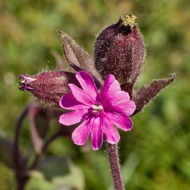 silenka červená Silene dioica (L.) Clairv.