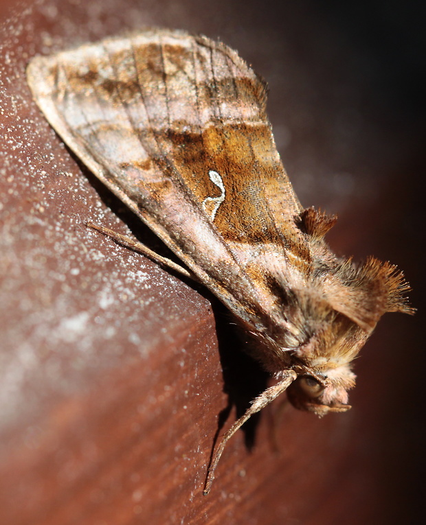 mora hluchavková  Autographa jota