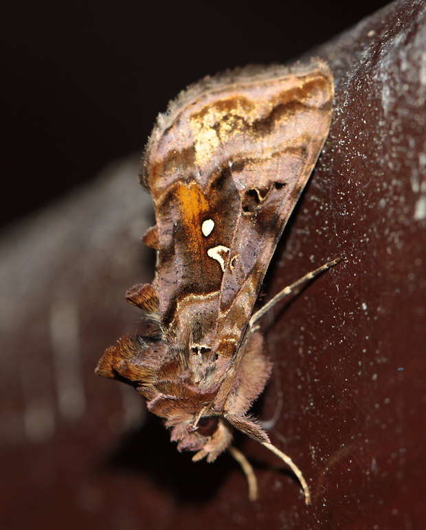 mora čistcová  Autographa pulchrina