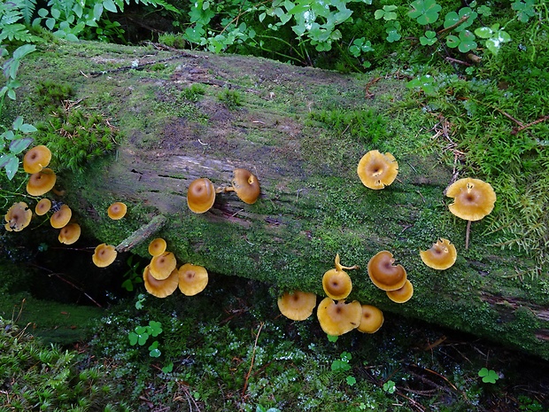 kalichovka zlatolupeňová Chrysomphalina chrysophylla (Fr.) Clémençon