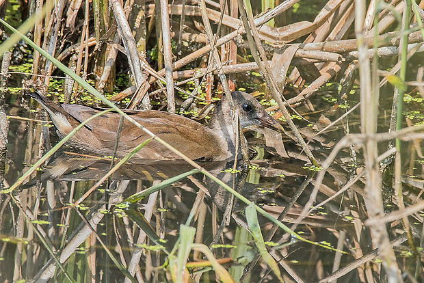 sliepočka vodná  Gallinula chloropus