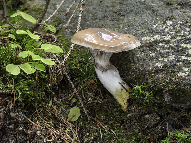 sliziak mazľavý Gomphidius glutinosus (Schaeff.) Fr.