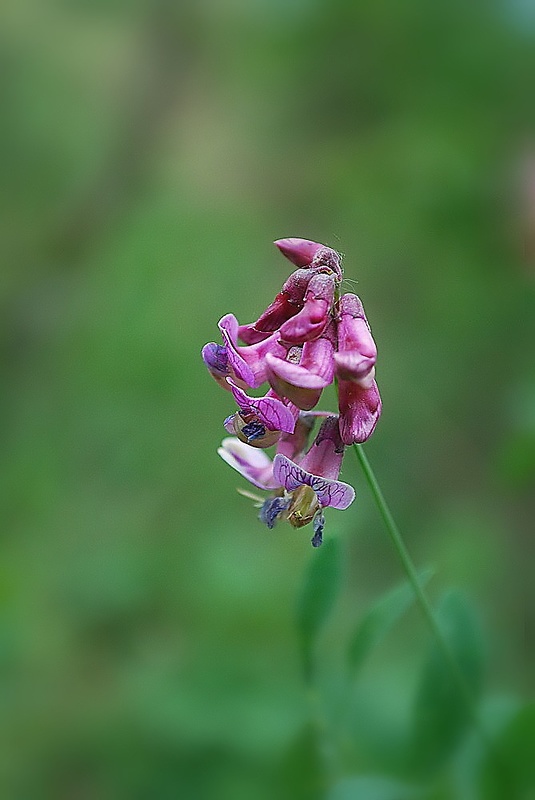 hrachor čierny Lathyrus niger (L.) Bernh.