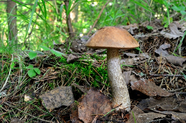 kozák brezový Leccinum scabrum (Bull.) Gray