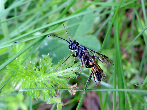 piliarka červená / pilatka Macrophya annulata Geoffroy in Fourcroy, 1785