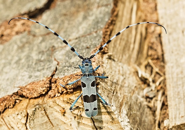 fuzáč alpský Rosalia alpina ♀