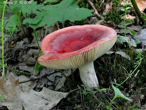 plávka Russula sp.