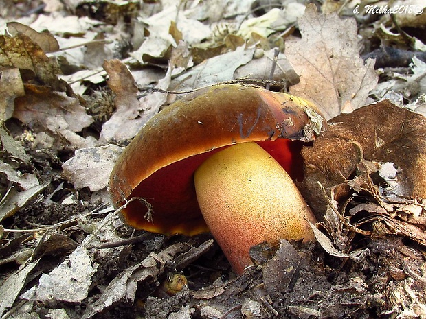 hríb zrnitohlúbikový Sutorius luridiformis (Rostk.) G. Wu & Zhu L. Yang