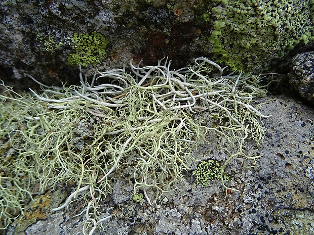 tamnólia červovitá Thamnolia vermicularis subsp. vermicularis (Sw.) Schaer.