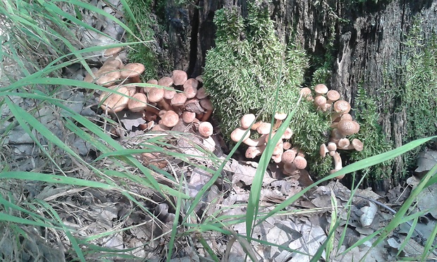 podpňovka bezprsteňová Armillaria socialis (DC.) Fayod