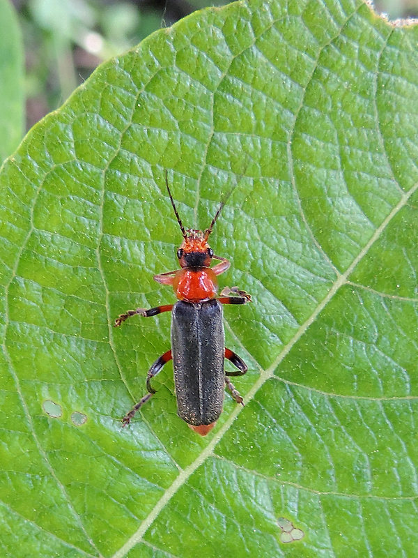 snehuľčík / páteříček modravý Cantharis livida Linnaeus, 1758