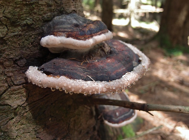 práchnovček pásikavý Fomitopsis pinicola (Sw.) P. Karst.