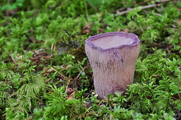 lievikovec kyjakovitý Gomphus clavatus (Pers.) Gray