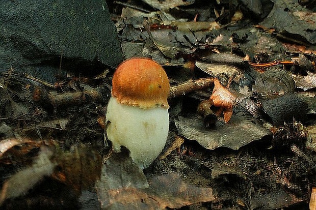 kozák osikový Leccinum albostipitatum den Bakker & Noordel.