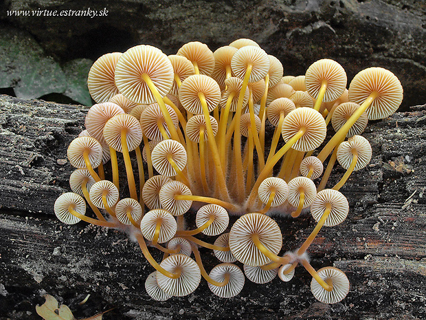 prilbička žltohlúbiková Mycena renati Quél.