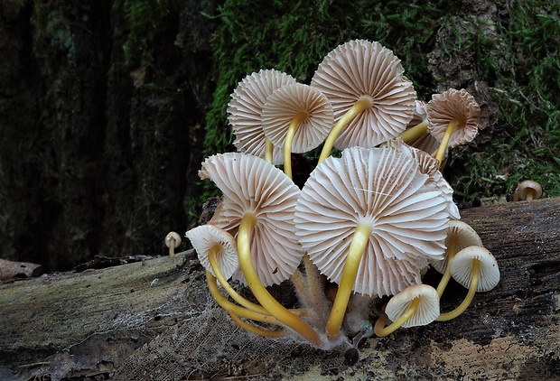 prilbička žltohlúbiková Mycena renati Quél.