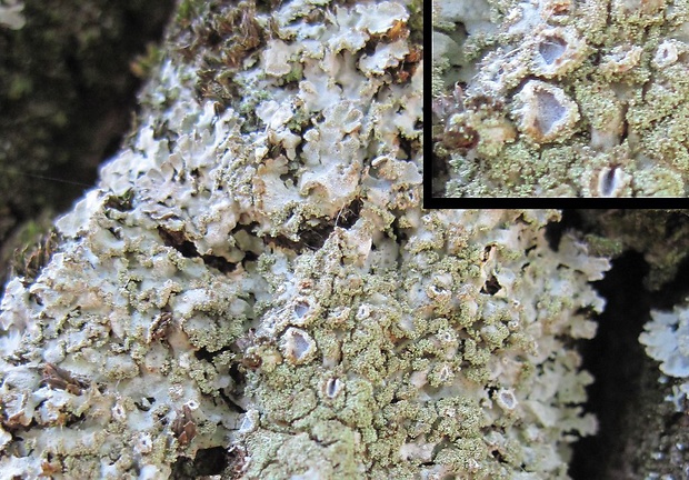 fyskónia sivá Physconia grisea (Lam.) Poelt