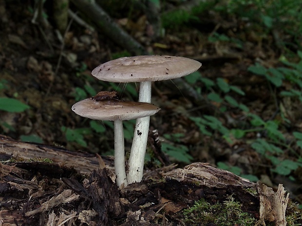 štítovka jelenia Pluteus cervinus (Schaeff.) P. Kumm.