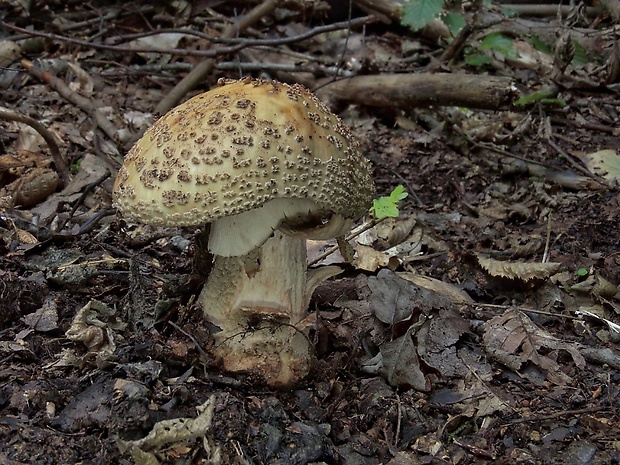 muchotrávka červenkastá Amanita rubescens Pers.