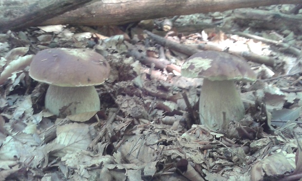 hríb smrekový Boletus edulis Bull.