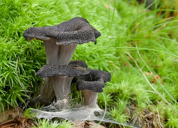 lievik trúbkovitý Craterellus cornucopioides (L.) Pers.