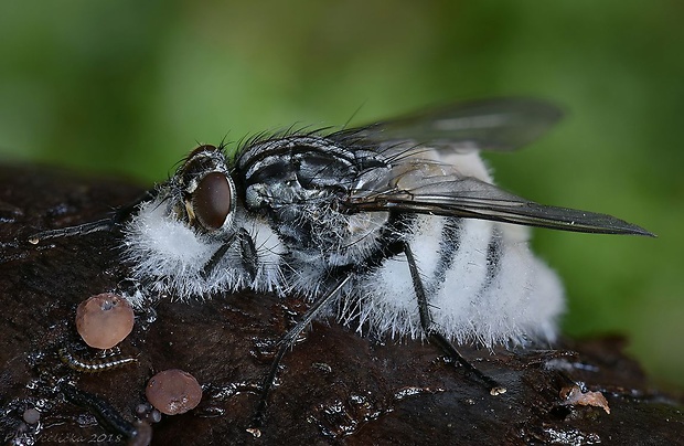 hmyzomorka mušia Entomophthora muscae (Cohn) Fresen.