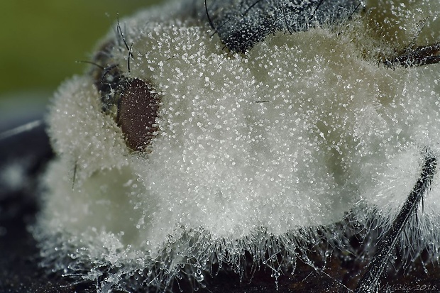 hmyzomorka mušia Entomophthora muscae (Cohn) Fresen.