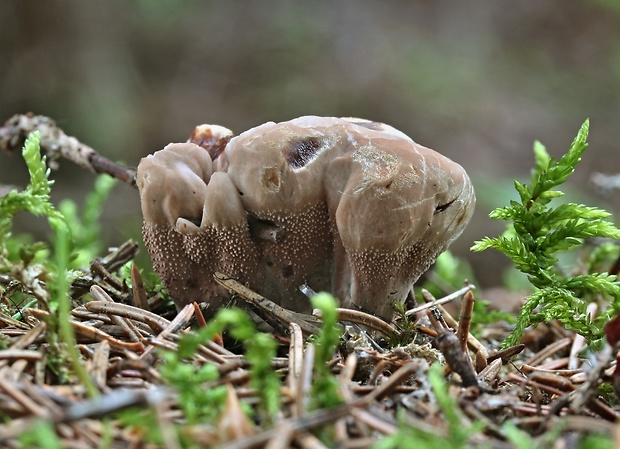 jelenkovka Hydnellum sp.