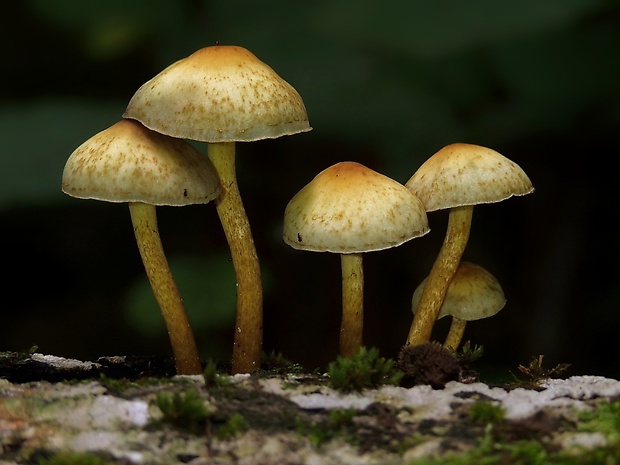 strapcovka zväzkovitá Hypholoma fasciculare (Huds.) P. Kumm.