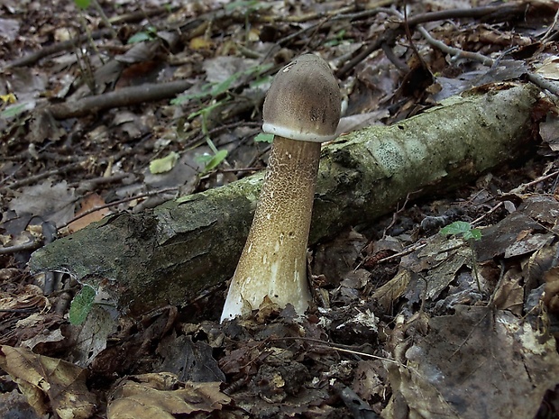 bedľa vysoká Macrolepiota procera (Scop.) Singer