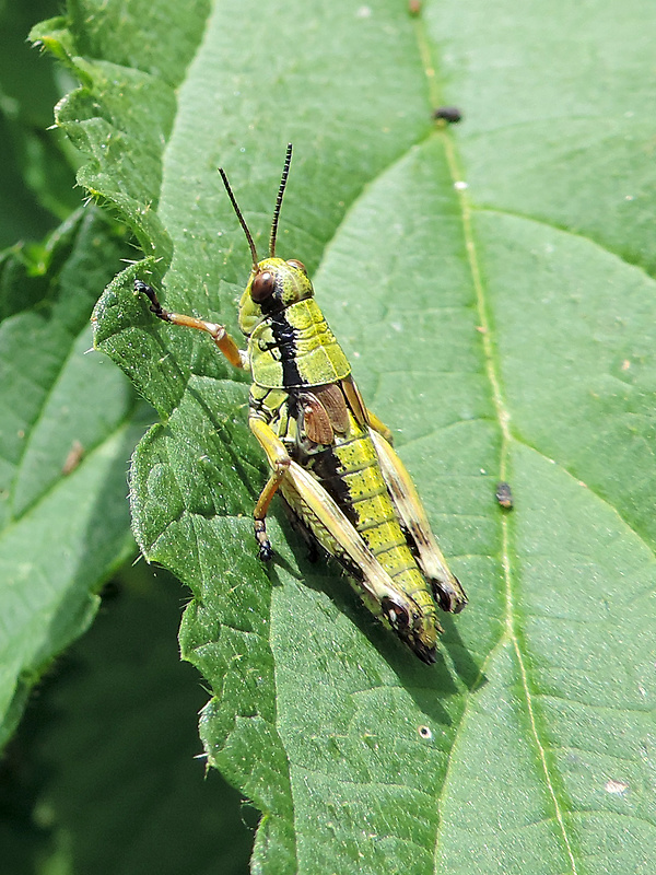 koník vrchovský / saranče horská ♀ Miramella alpina Fischer, 1850