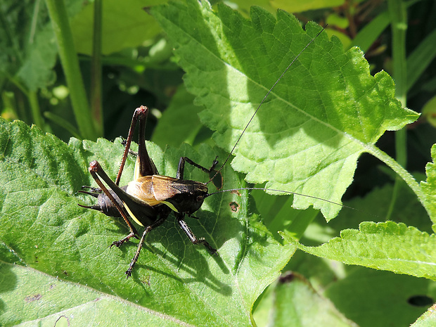 kobylka počerná / kobylka bezkřídlá ♂ Pholidoptera aptera Fabricius, 1793